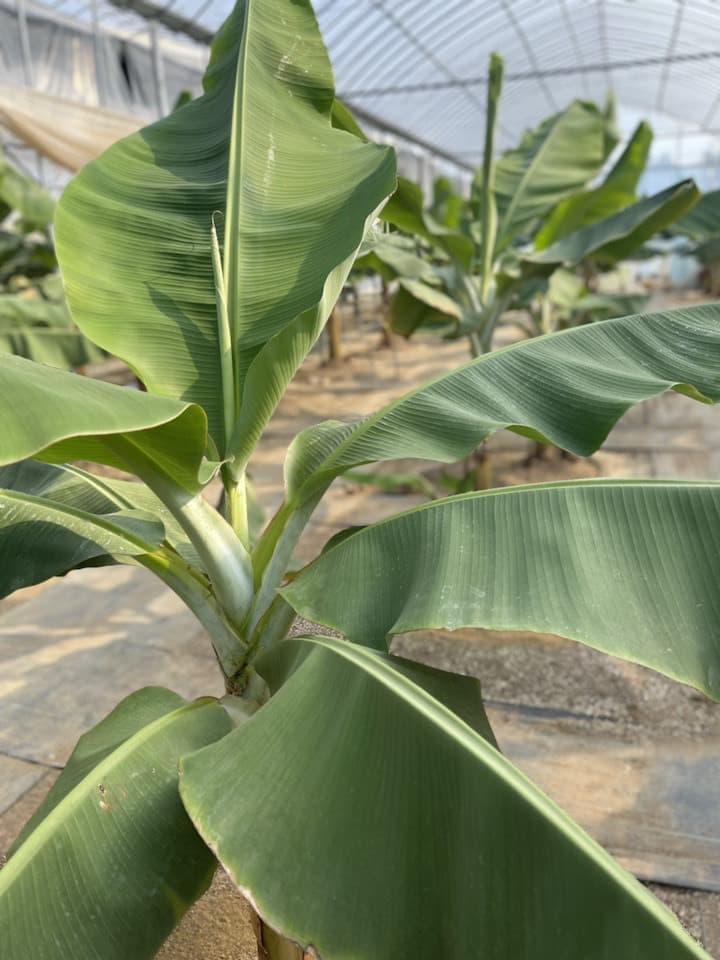 壱岐王様バナナ 様子