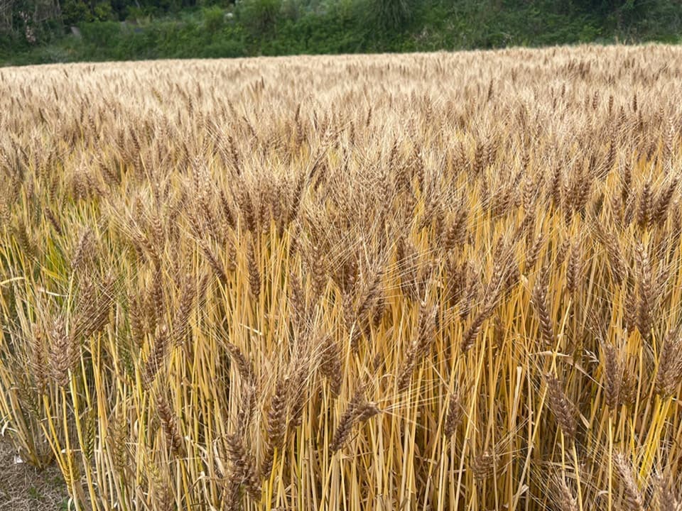 壱岐王様小麦（ミナミノカオリ）の栽培風景