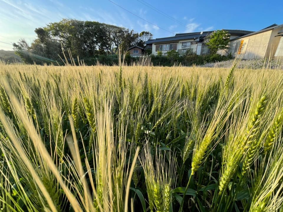 壱岐王様小麦（ミナミノカオリ）の栽培風景