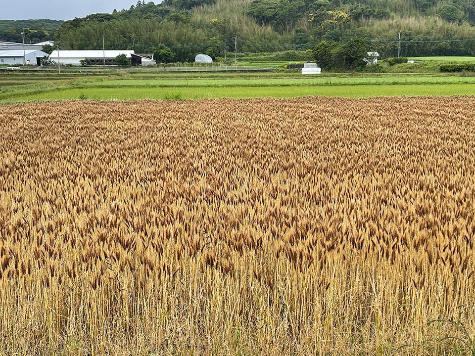 壱岐王様小麦(ミナミノカオリ)の栽培風景